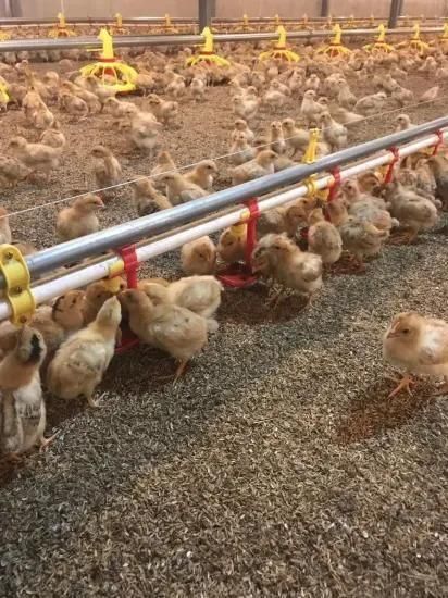 Hot Sale Poultry Automatic Pan Feeding Systems Drinkers for Chicken