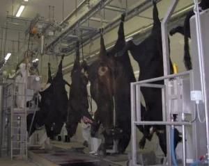 Abattoir Hoisting Machine for Cow Slaughtering