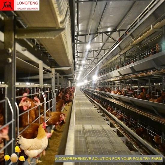 Hot Sale 1 Year Warranty H Type of Automatic Layer Chicken Cage System