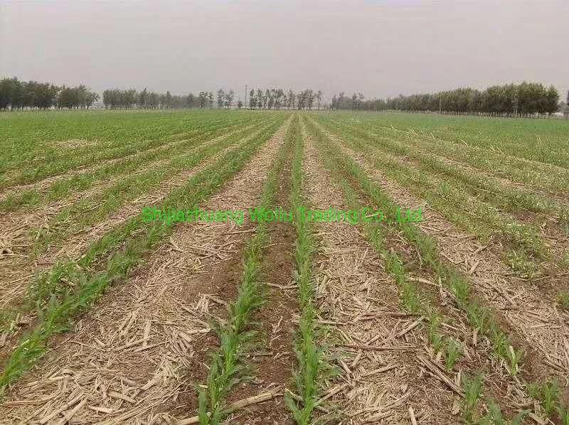 Hot Sale of 4 Rows Corn, Soybean, Sunflower Zero-Tillage Precise Seeder, Farm Seeder with Large Capacity Fertilizer Hopper