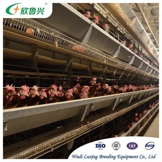 Automatic Livestock Machinery Large-Scale H Type Laying Hens 4 / 5 /6 / 7 / 8 Tiers Cages ...