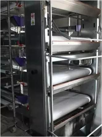 Economical Egg Cages Spread Smoothly in Algeria