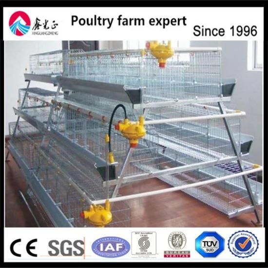 Layer, Broiler Chicks Used Automatic Chicken Cage System for Pullet