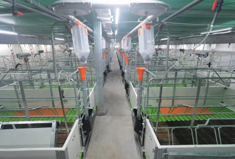 Automatic Control Economic Pig Feeding System Pig Equipment