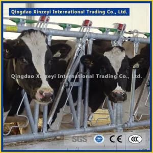 500-560 Kg Headlock Type Cattle Equipment Convenient for Feeding