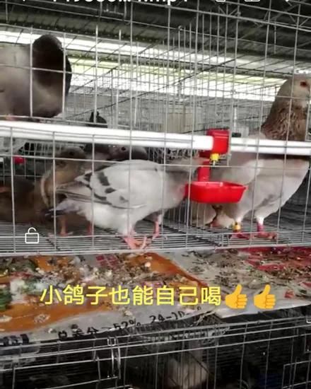 The Most Advanced Cage Pigeon Equipment