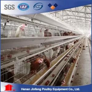 Full Automatic Poultry Equipment for Breeder Cage