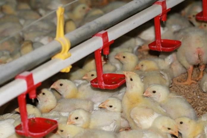 Automatic Chicken Nipple Drinker for Cage-Breeding