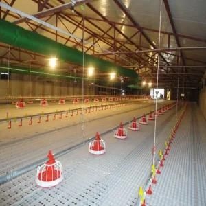 Automatic Feeding Line for Broiler Chicken