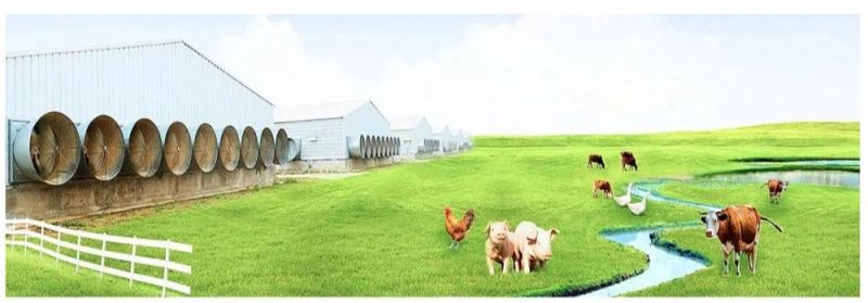 Hot Sale High Quality Poultry Automatic Farm Equipment of Broiler Chicken Battery Cage