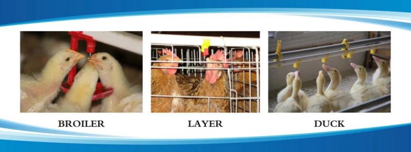 Qzh Cage Breeding Watering Line System for Layer/Broiler