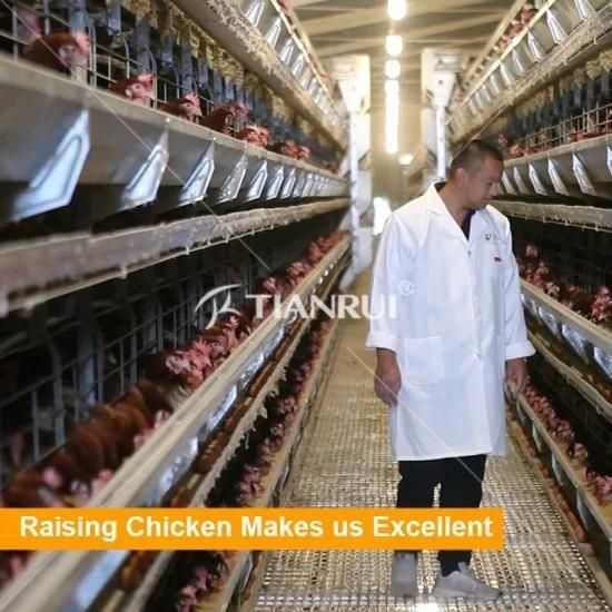China manufactures direct sale automatic poultry cages for egg chicken