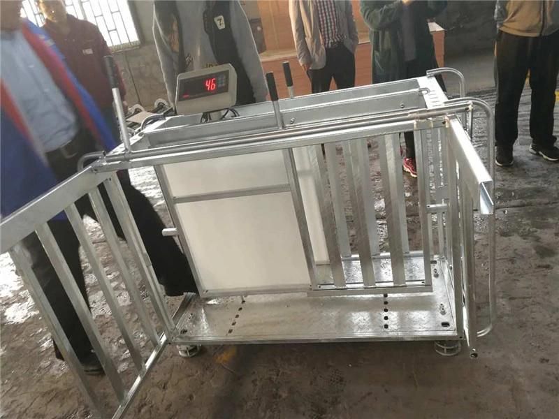 Hot DIP Galvanized OEM Sheep Goat Weighing Crate