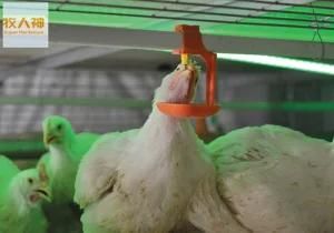 Automatic Poultry Feeding System for Broiler in One Stop 2016