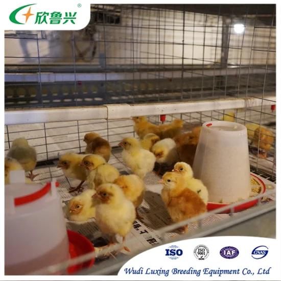 High Survival Rate Battery Automatic Pullet Rearing Equipment for Poultry Farm