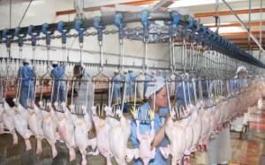 Chinese economic Slaughter Line for Broiler Chicken