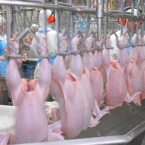 Automatic Chicken Slaughterhouse Halal Chicken Slaughtering Machine for Slaughter Line