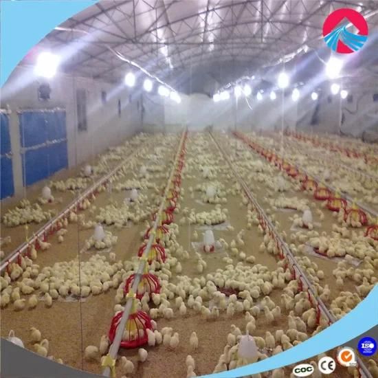 Low Price High Quality Full Automatic Ground Raising Broiler Chicken Equipment