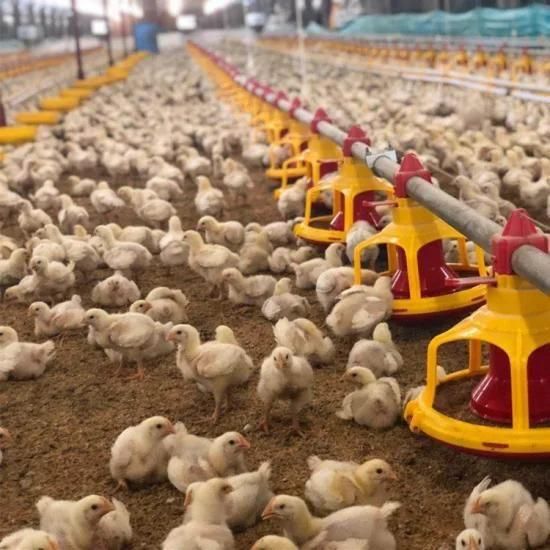 China Best Quality Poultry Farm Equipment for Broiler Chicken