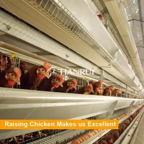 Chicken farm layer cage for sale in Africa