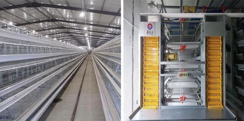 Cost-Efficient Nipple Drinker Poultry Farm Equipment