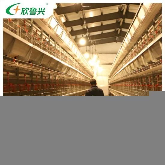 Hot-DIP Galvanized Metal Frame Battery How to Build New Arrival Broiler Chicken Parent ...