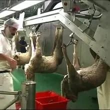 RAM Slaughter Equipment for Halal Slaughterhouse Abattoir