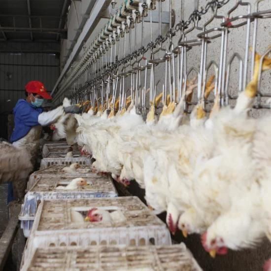 Slaughter House Slaughterhouse Equipment Halal Abattoir Line Broiler Chicken Poultry ...