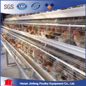 Poultry Equipment High Quality Jinfeng Farming in Pakistan