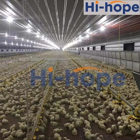 Livestock Farming Poultry Equipment Supplier for Broiler Commercial Chicken Farm