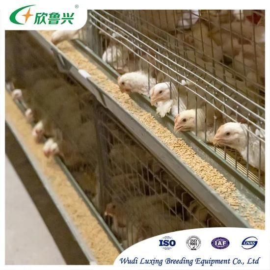 Broiler Automatic Chicken Rearing Equipment H Type Broiler Breeding Cage for Chicken Coop