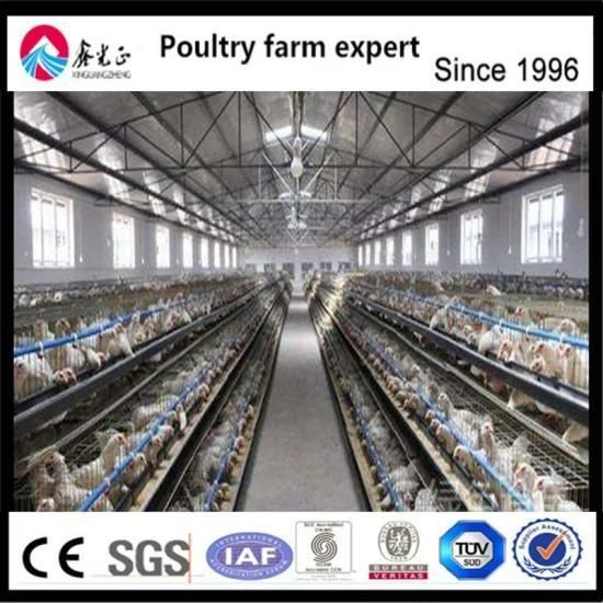 Professional Factory H-Type Layer Chicken Cage for Chicken Farm