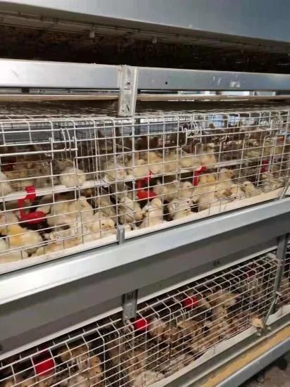 Low Price Cages Husbandry Equipment Chicken for Chicken Farm