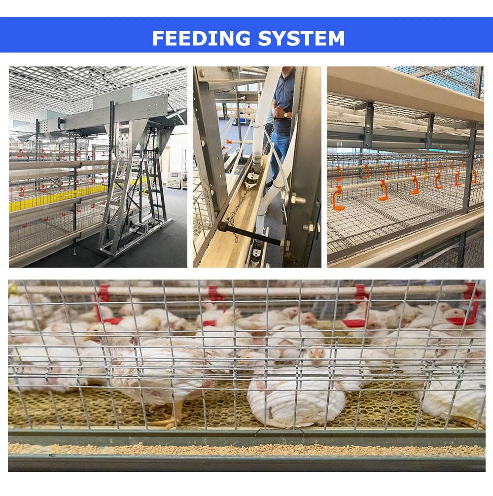 H Type Broiler Chicken Cage Automatic Poultry Farm Equipment for Broiler Chicken Raising