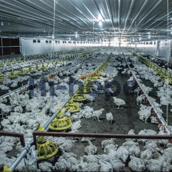 Livestock Chicken Feeding Equipment Poultry Feeder and Drinker in Africa