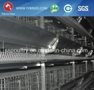 Automatic Poultry Cage for Chicken Feeding