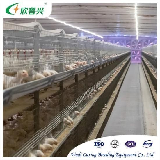 China Sell Good Quality Poultry Farm Use H Type Broiler Chicken Cage, Battery Cages for ...