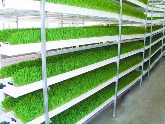 Vertical Indoor Hydroponic Cattle Food Producing Hydroponics Fodder Tray