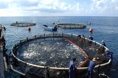 Deep Sea Anti-Storm Fish Cage for Cultivation