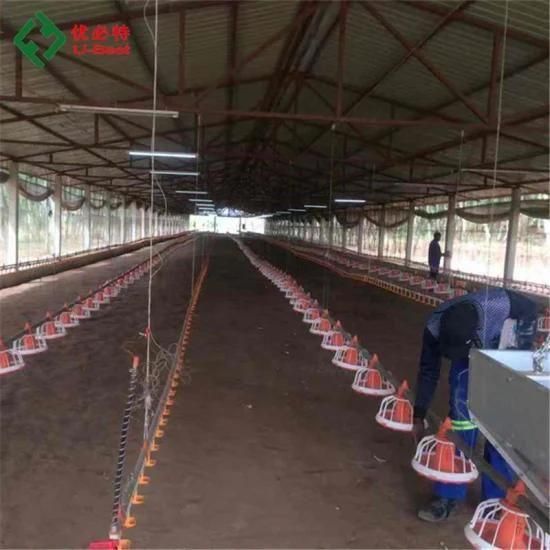 Automatic Control Poultry Farm in Africa for Broiler Chicken