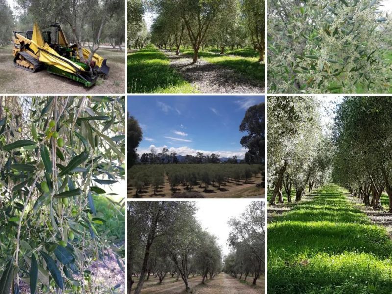 12V Electric Agricultural Olive Harvester / Shaker Machinery (OM160)