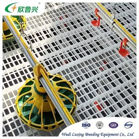 Poultry Farm Small Chicken Flooring Raising System for Sale
