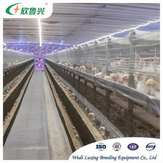 Automatic Uganda Poultry Farm Chicken Automatic Chicken Broiler Cage