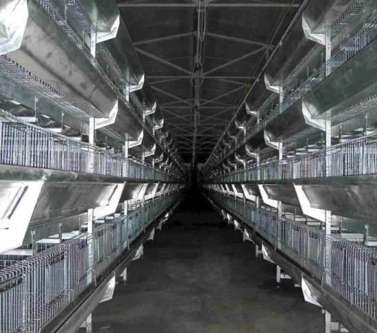 Automatic Egg Incubator Chicken Cage /Battery Cage System for Layers